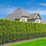 Stromy podél plotu: co je lepší zasadit?